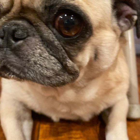 Meet your Posher, Dulce - Picture 1 of 1